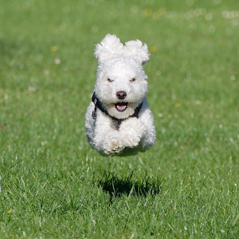 I ’Flying Poodle’ gör fartvinden och det stora hoppet att det ser ut som att den lilla hunden faktiskt flyger som Stålmannen.