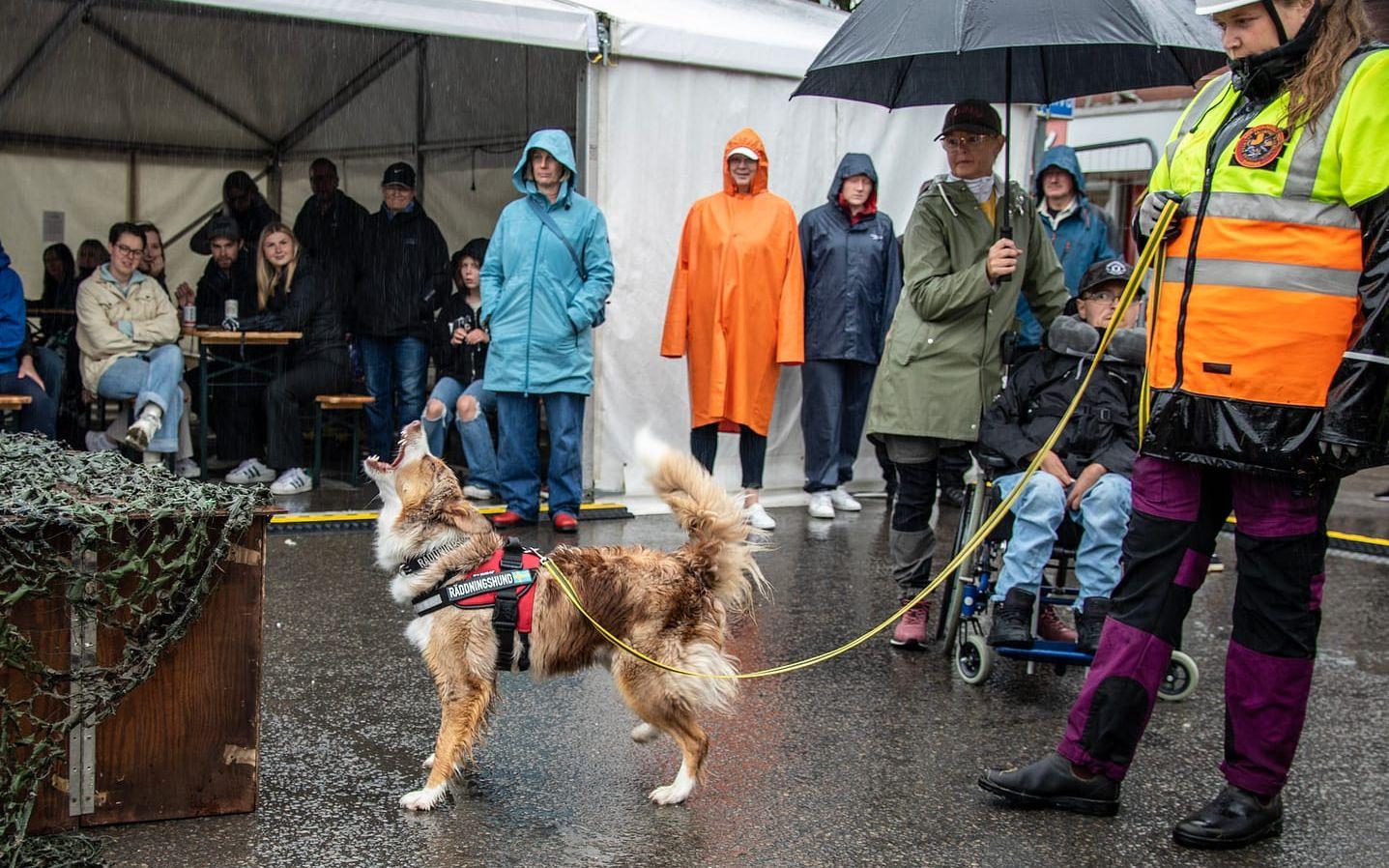 Border collien Macie skallmarkerar en figurant, i uppvisningen hur en räddningshund jobbar.