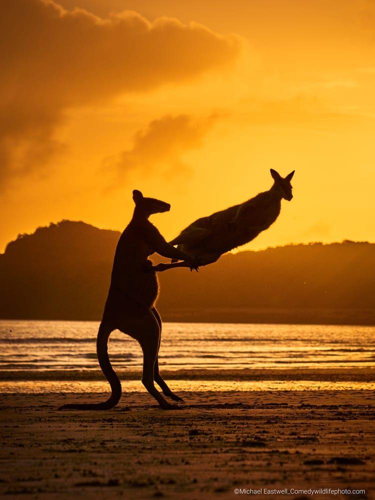 Bilden ”It's all kicking off!” fick en särskild utmärkelse. Fotografens beskrivning är följande: ”Bortsett från sin skönhet är Cape Hillsborough känt för sina bofasta kängurur och wallabies. Jag besökte området under tre soluppgångar i rad, och det var på min sista morgon som jag fångade detta vackra skådespel, två wallabies som lekte / slåss på stranden när solen kikade genom de omgivande molnen.”