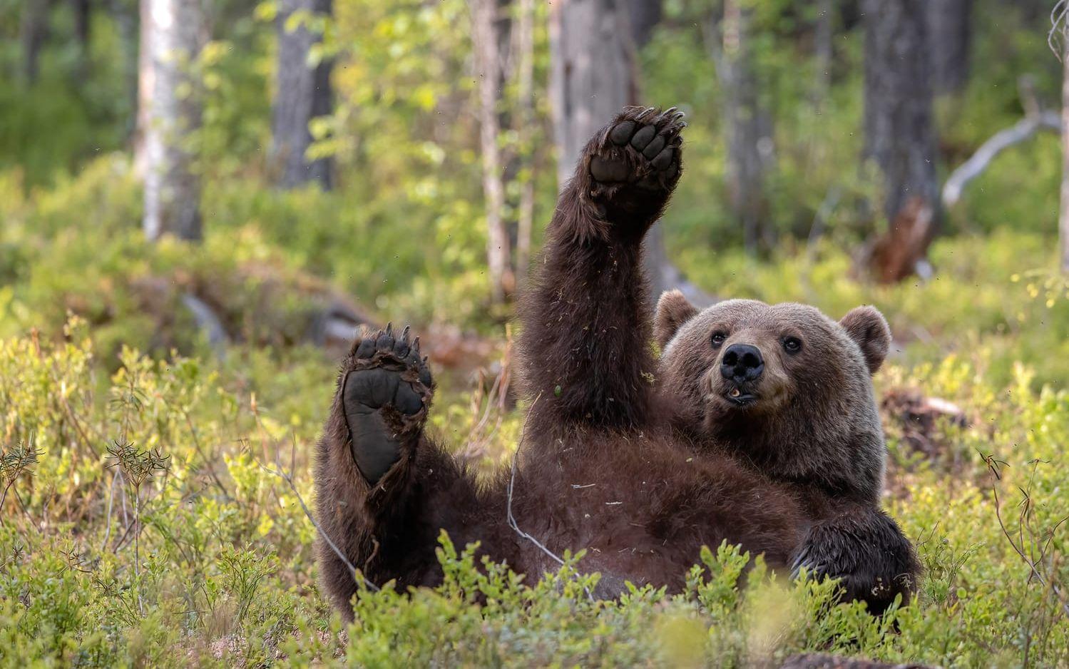 <strong id="strong-feb430527a61272e38fb0e2149cf14f6">”Picture me! Picture me!!” </strong> En brunbjörn i Finland ville verkligen ha lite uppmärksamhet och komma med på bild. 